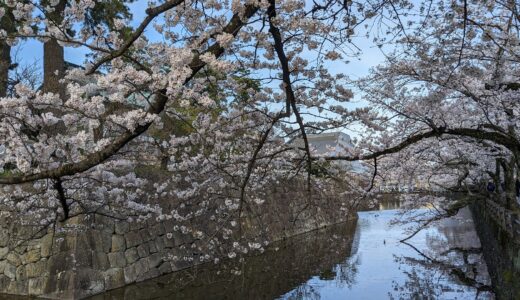 20230330　小田原城の桜を見に行く