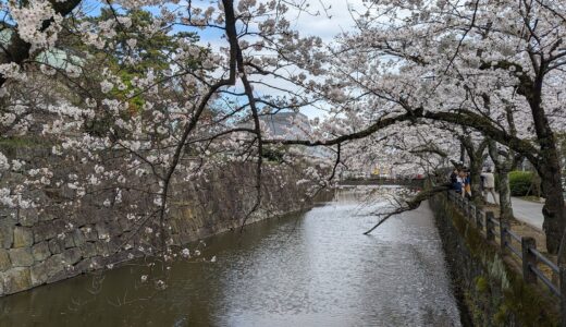 20240407　小田原城の桜を見に行く。
