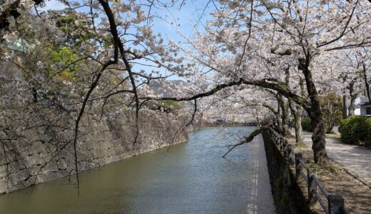 20250408　小田原城に桜を見に行く