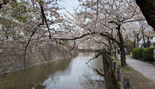 20260406　小田原城に桜を見に行く