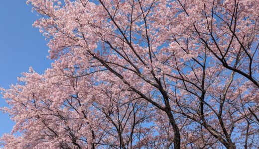 20260301　酒匂川沿いで大漁桜を見る